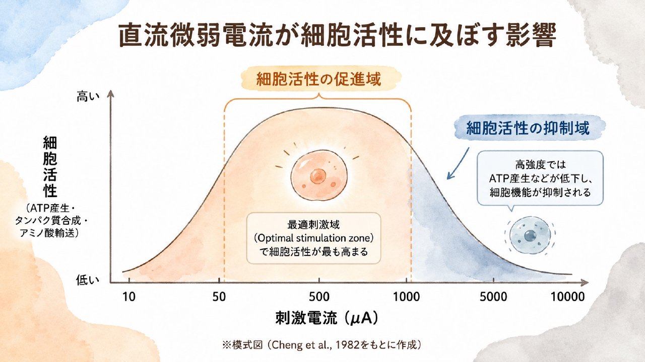 講義スライド抜粋:直流微弱電流が細胞活性に及ぼす影響